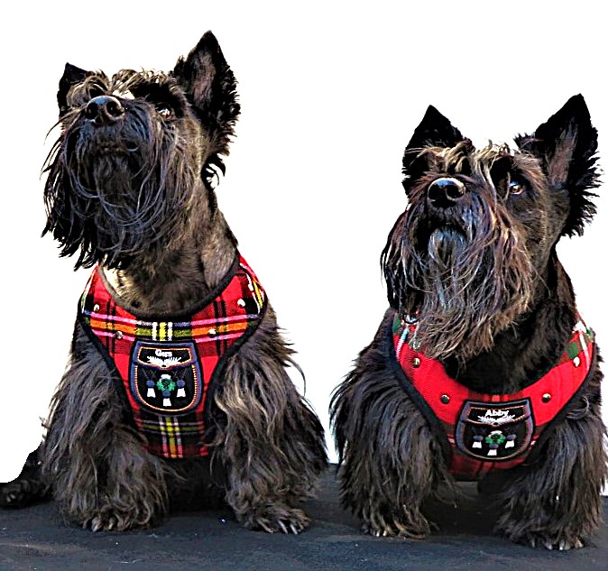 h10 Soft Padded Harnesses Gus & Abby